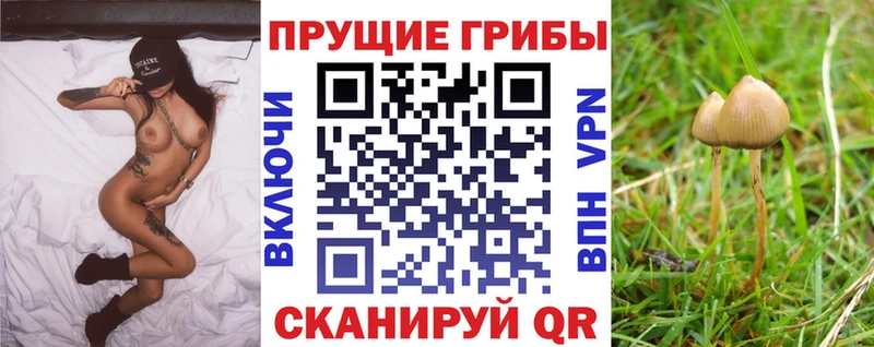 Псилоцибиновые грибы Psilocybine cubensis Вихоревка